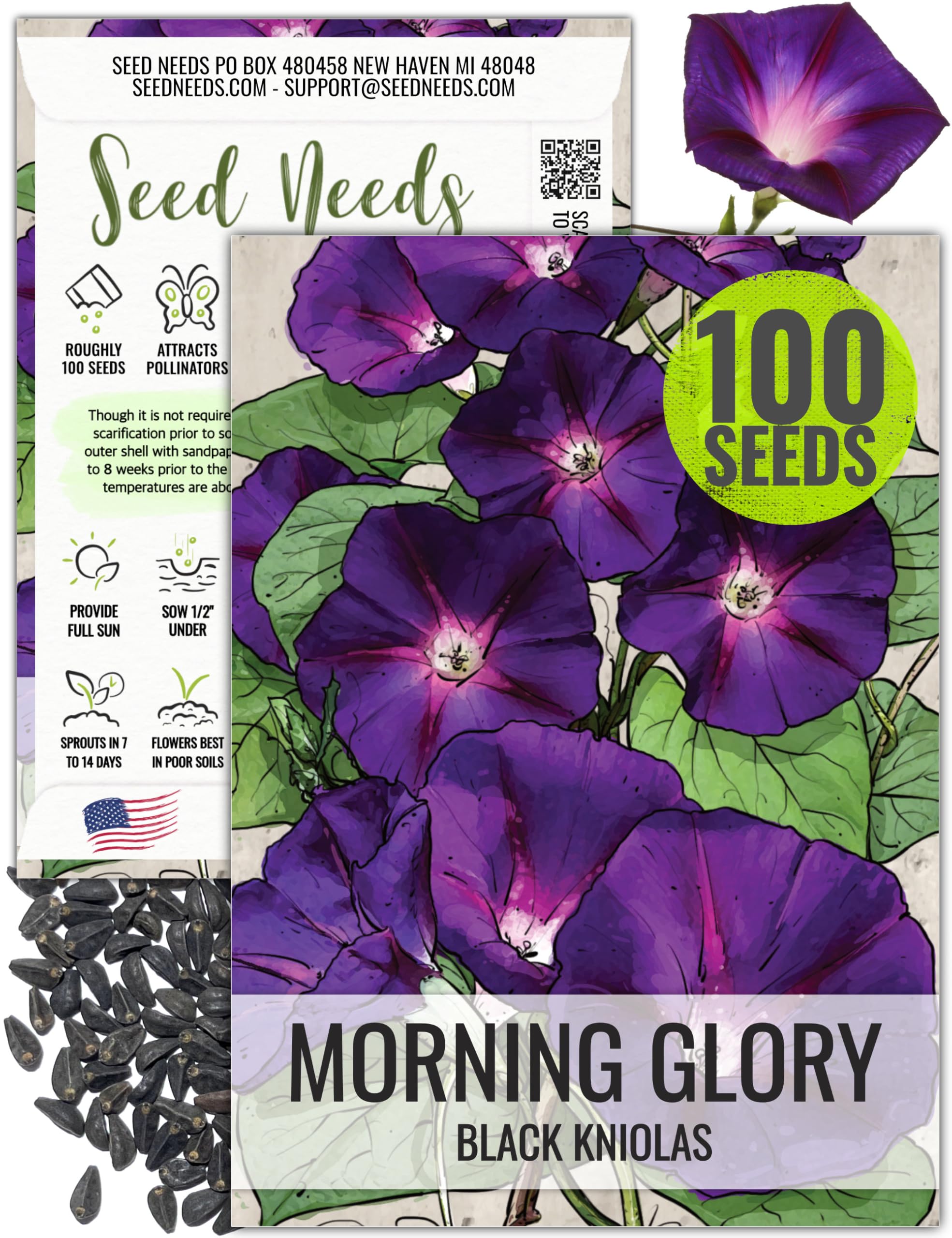 Seed Needs Black Kniolas Morning Glory seed pack front for quick trellis coverage.