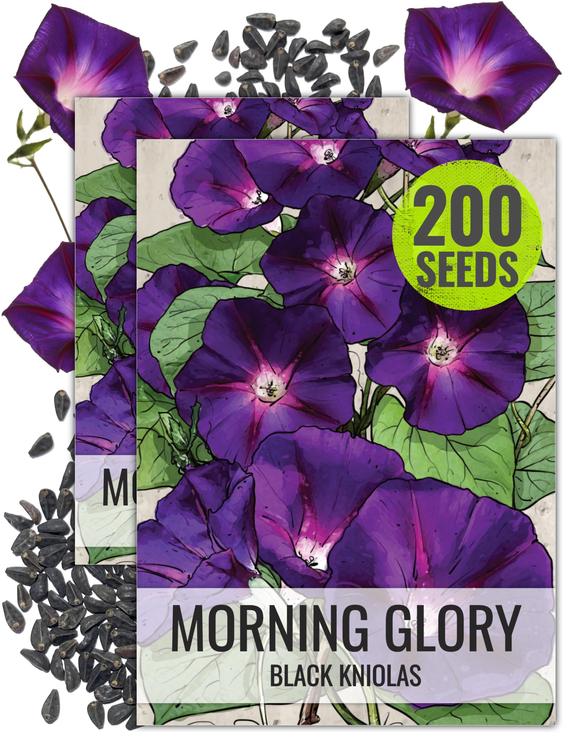Seed Needs Black Kniolas Morning Glory seeds pack ready for planting and coverage