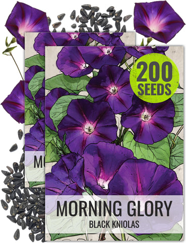 Seed Needs Black Kniolas Morning Glory seeds pack ready for planting and coverage
