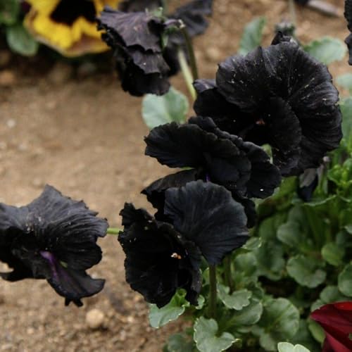 Seed Needs pansy garden bed creates a dramatic, dark focal point