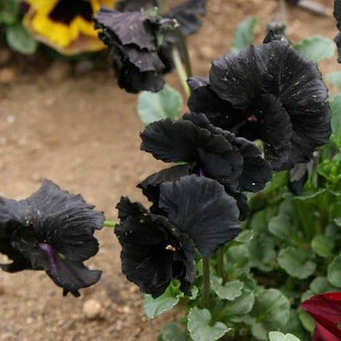 Seed Needs pansy garden bed creates a dramatic, dark focal point
