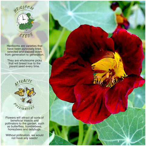 Seed Needs seed packet artwork shows jewel tones and easy sowing instructions.
