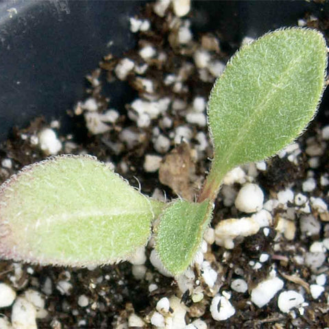 Seed Needs blanket flower inviting butterflies and pollinators to the yard