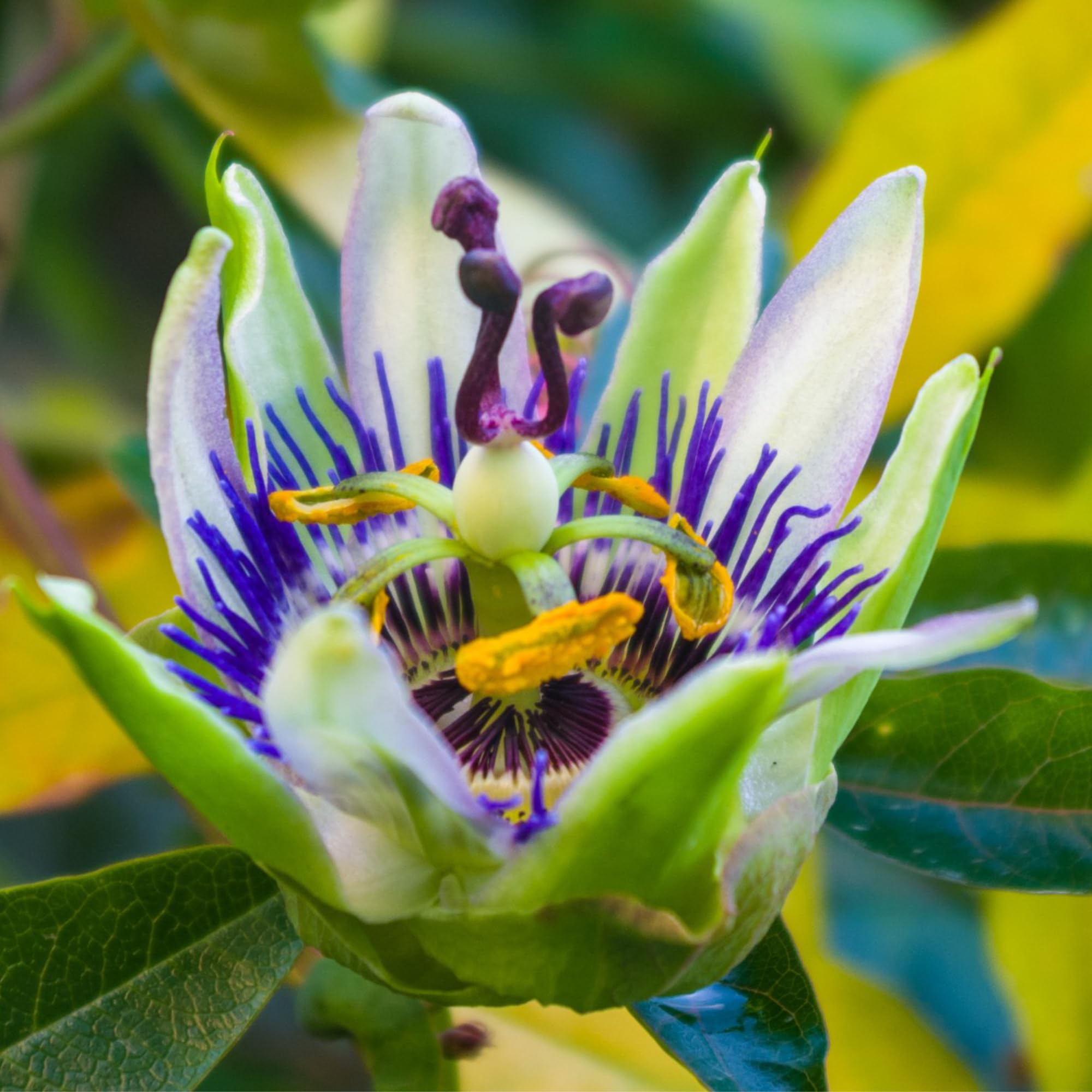 Seed Needs Blue-and-White Corona Bloom brightens borders.