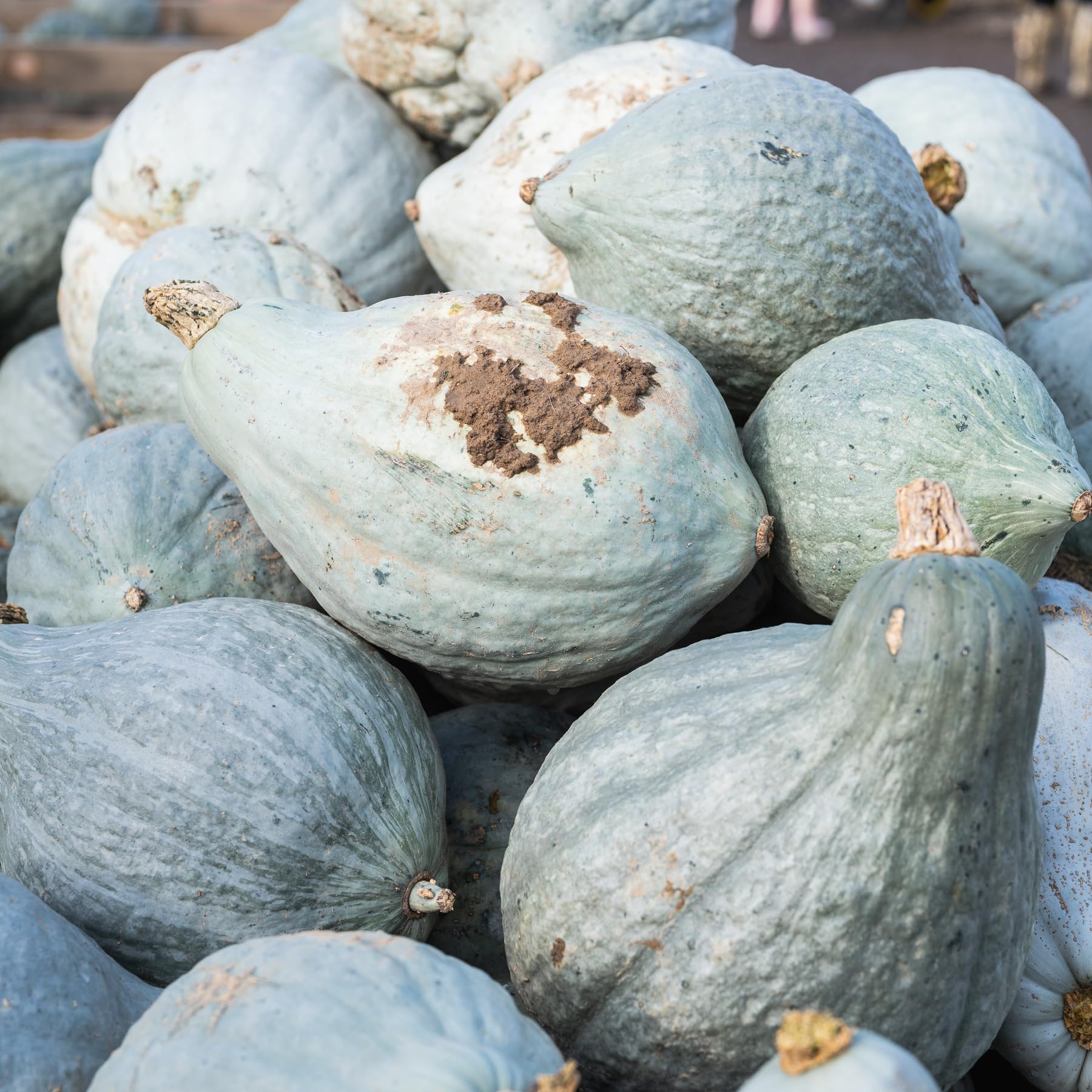 Seed Needs Blue Hubbard squash on the plant ready for harvest and storage.