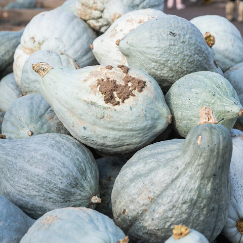 Seed Needs Blue Hubbard squash on the plant ready for harvest and storage.