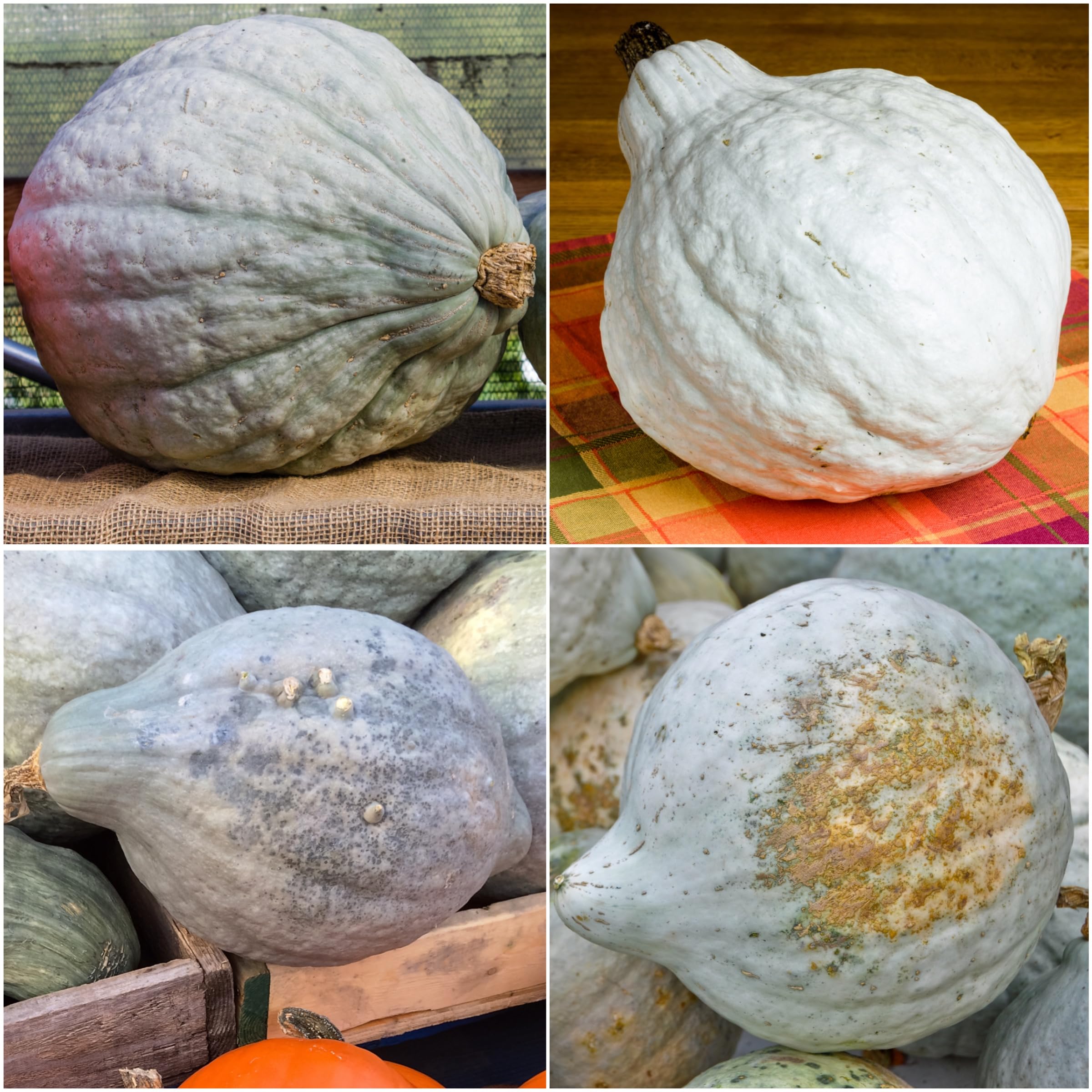 Blue Hubbard squash showing blue-gray skin, ideal for planting and harvest.