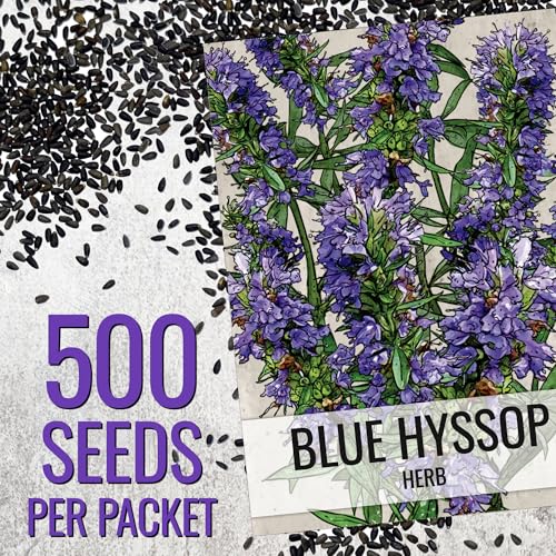 Seed Needs blue hyssop seedlings growing in a neat row.