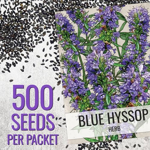 Seed Needs blue hyssop seedlings growing in a neat row.