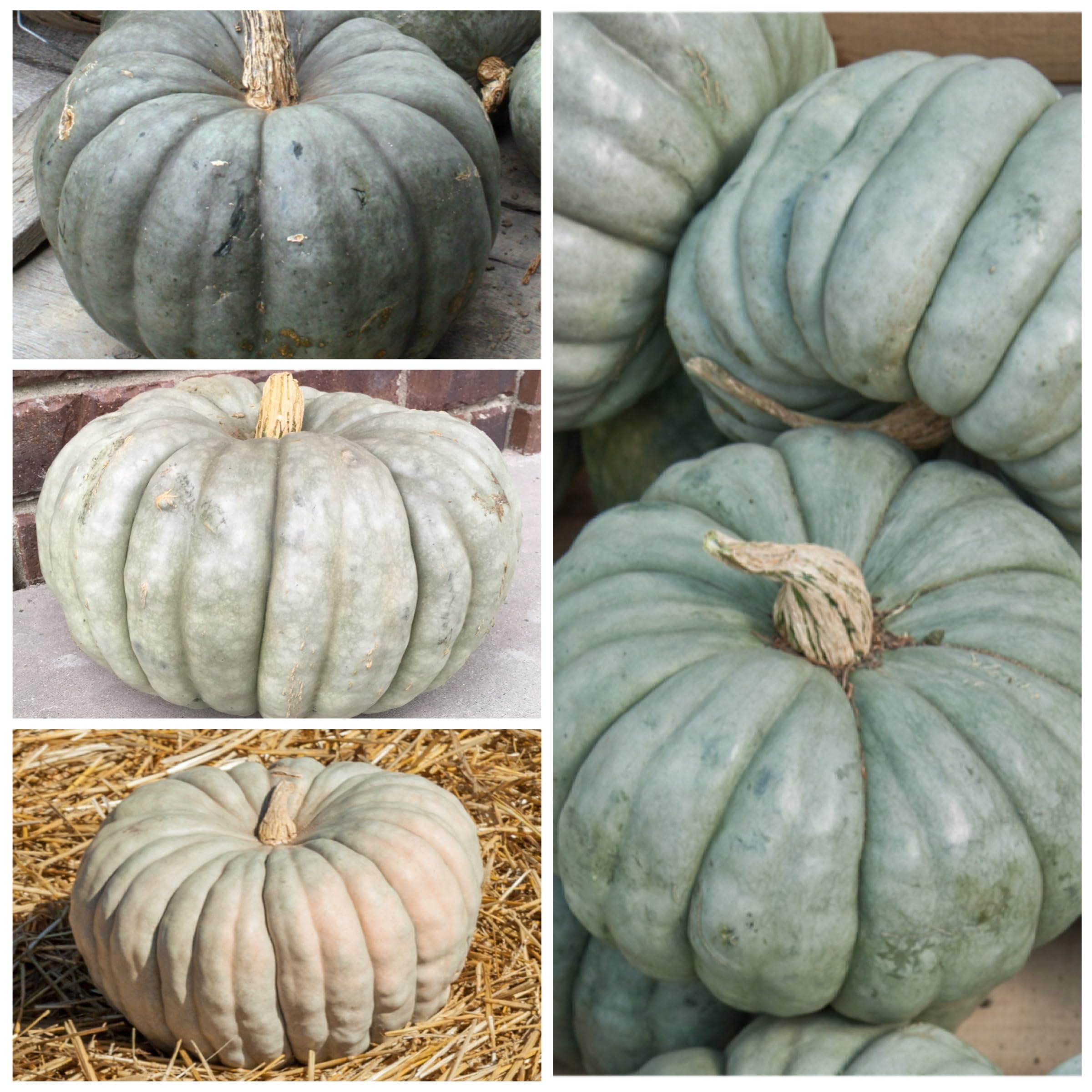 Seed Needs blue jarrahdale harvest-ready fruits illustrate seasonal harvest appeal