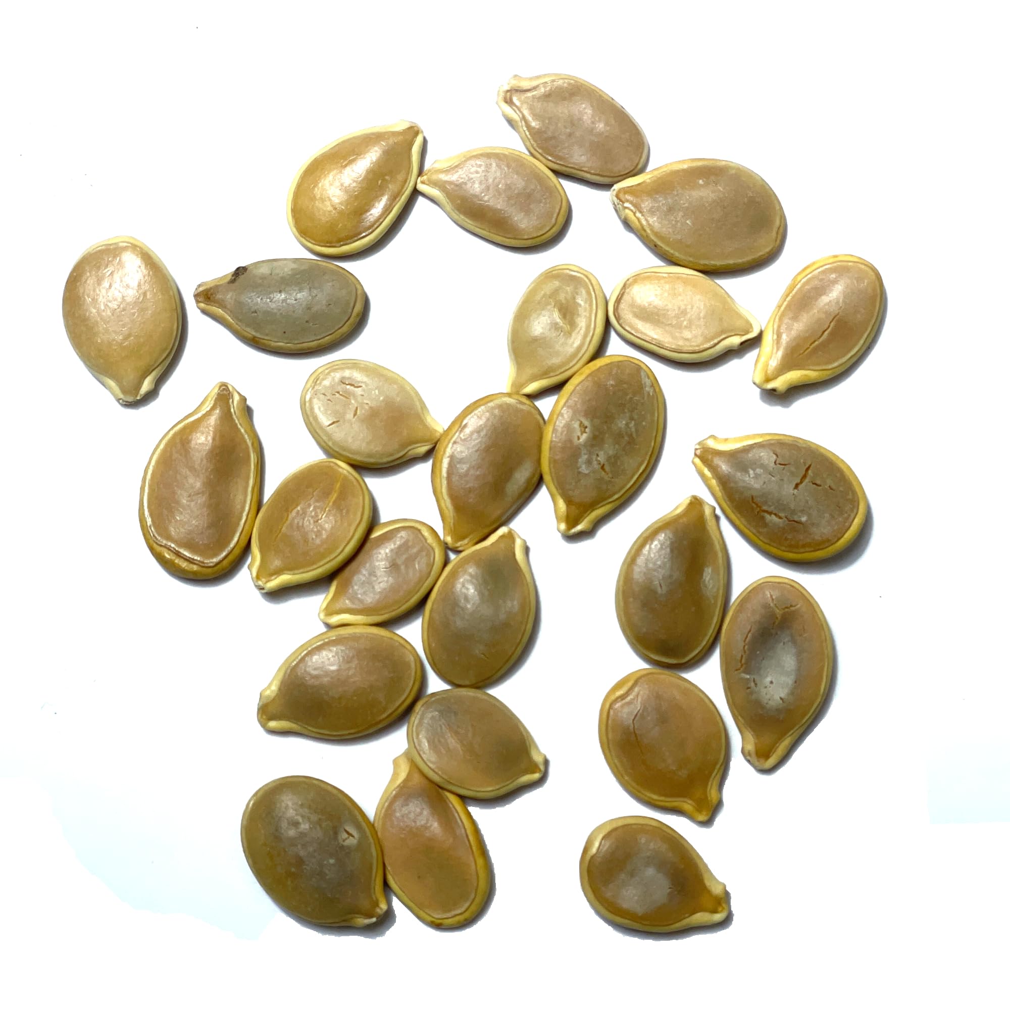 Seed Needs blue jarrahdale pie-uses demonstrate versatile autumn cooking ideas
