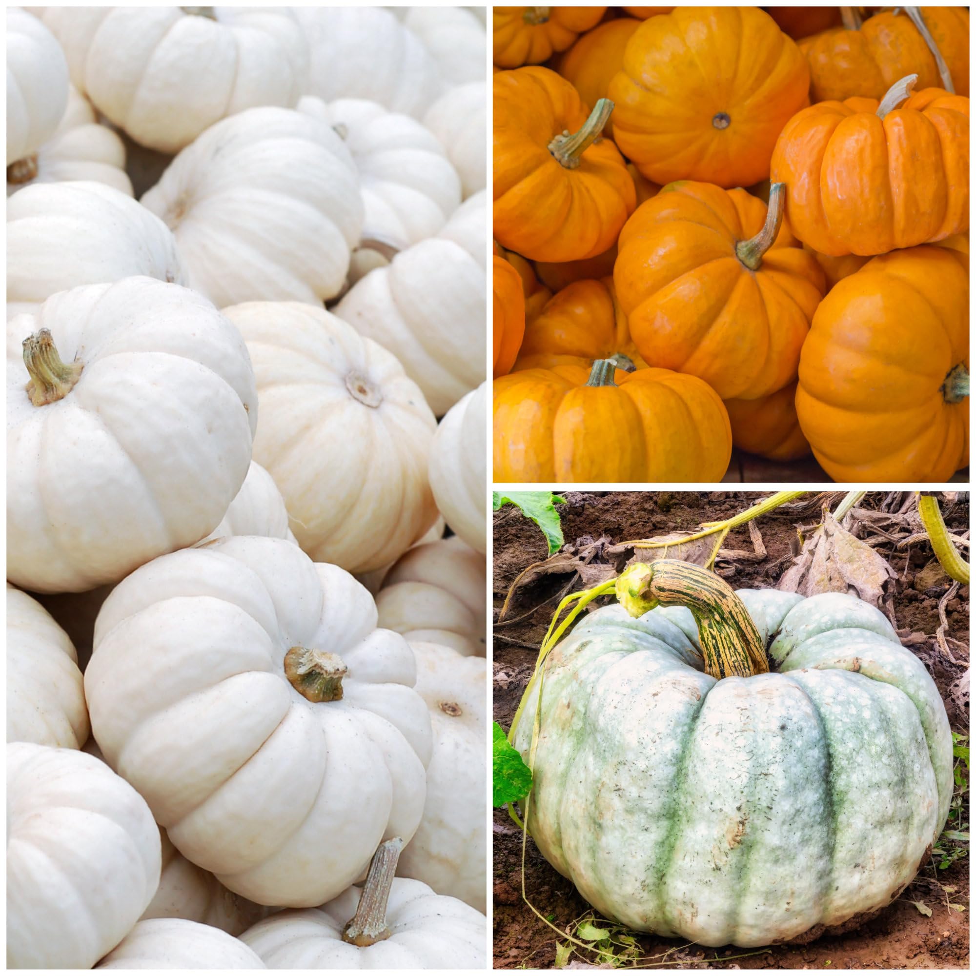 Seed Needs Blue Jarrahdale pumpkins with slate skin for cooking and display