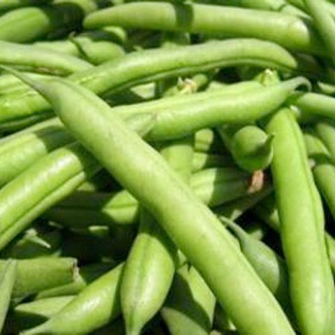 Seed Needs Blue Lake 274 bean pods, ready for fresh eating and canning.