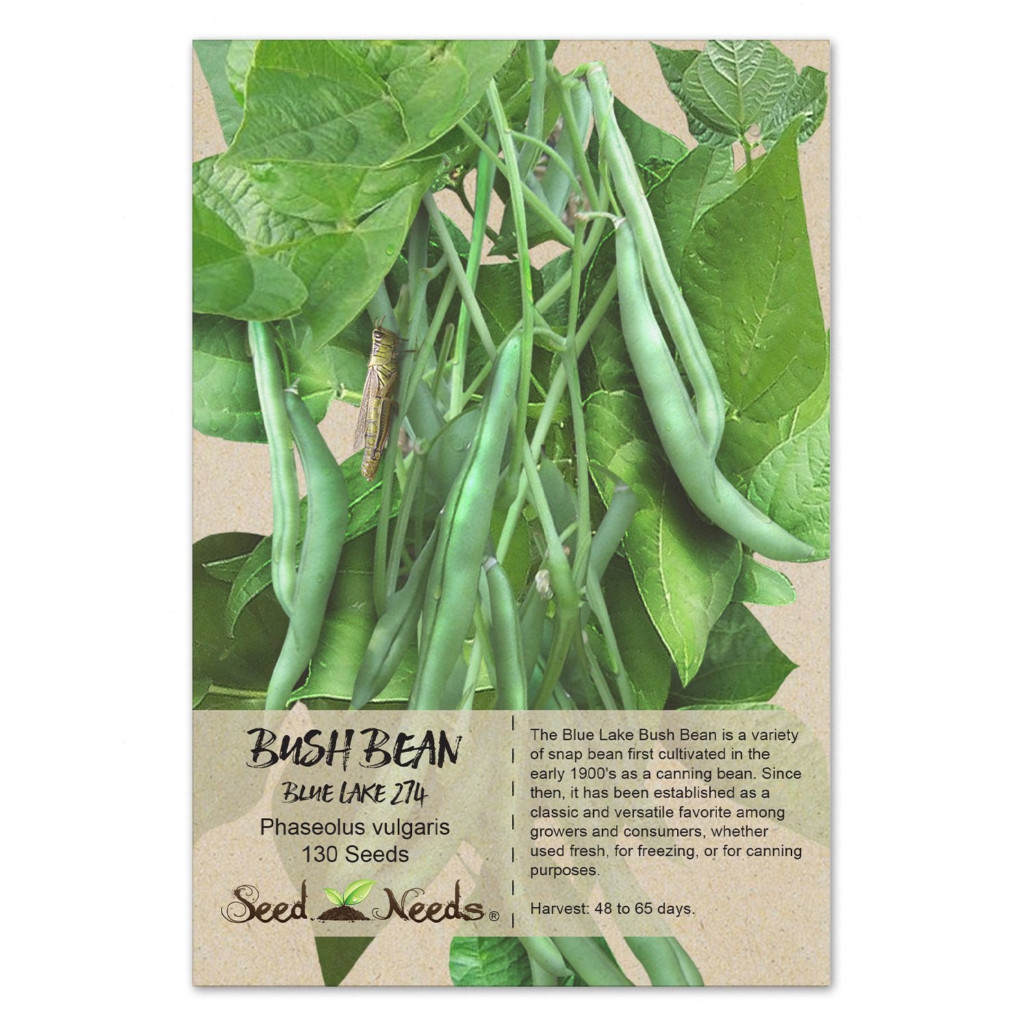 Seed Needs Blue Lake 274 bush plant shows compact habit ideal for small gardens.