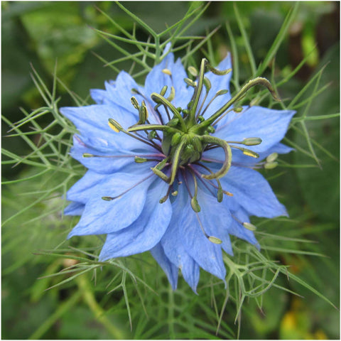 Seed Needs Blue Love in a Mist seed packet back with sowing instructions