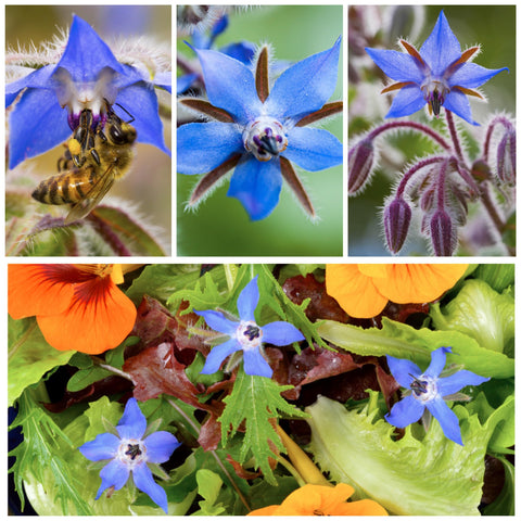 Seed Needs Borage seeds offer open-pollinated, heirloom potential for diverse gardens.