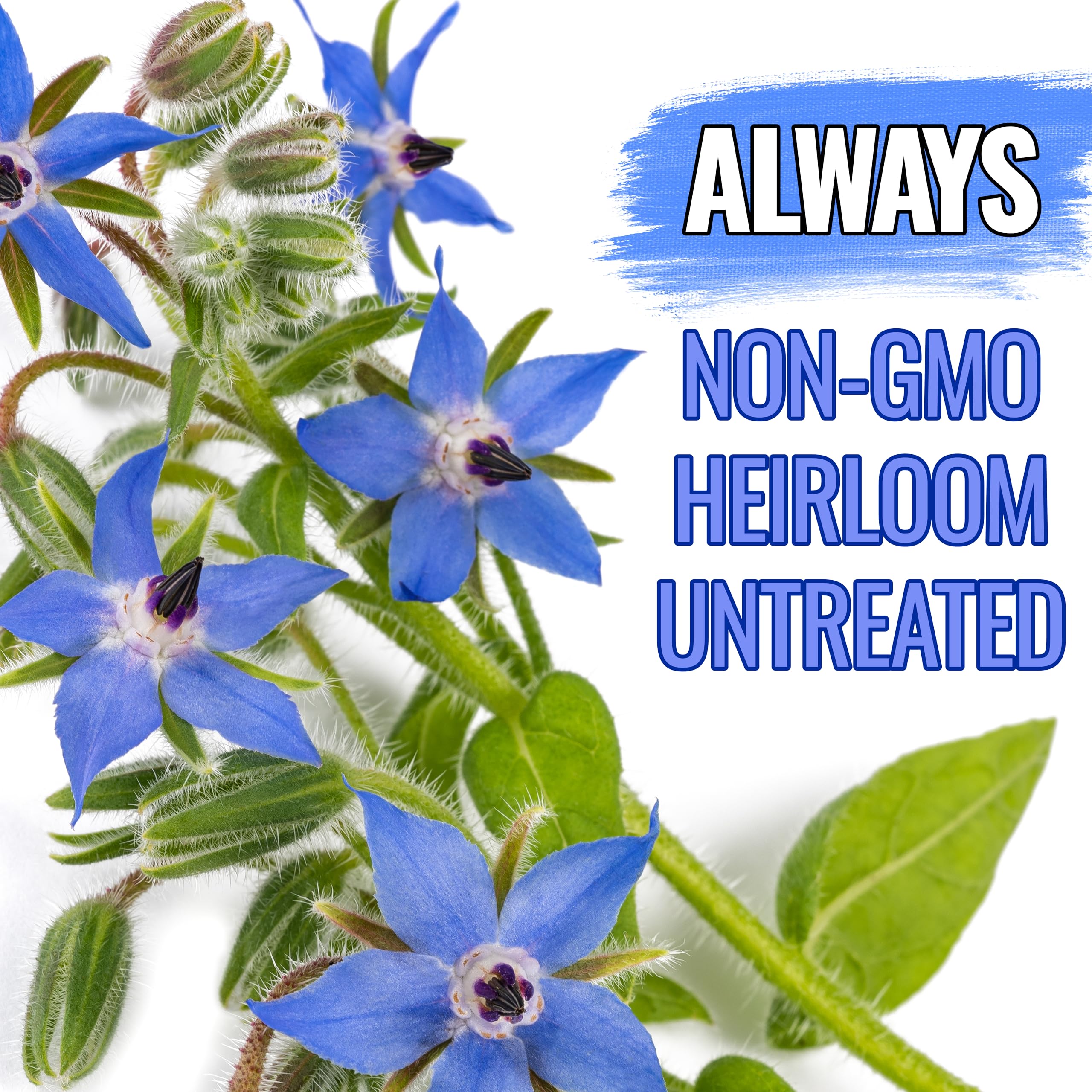 Seed Needs Borage grows as an annual herb reaching 12–24 inches tall.