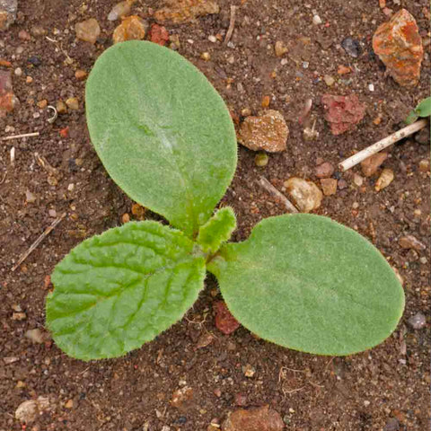 Seed Needs Borage seed packets feature protective packaging to keep seeds fresh.