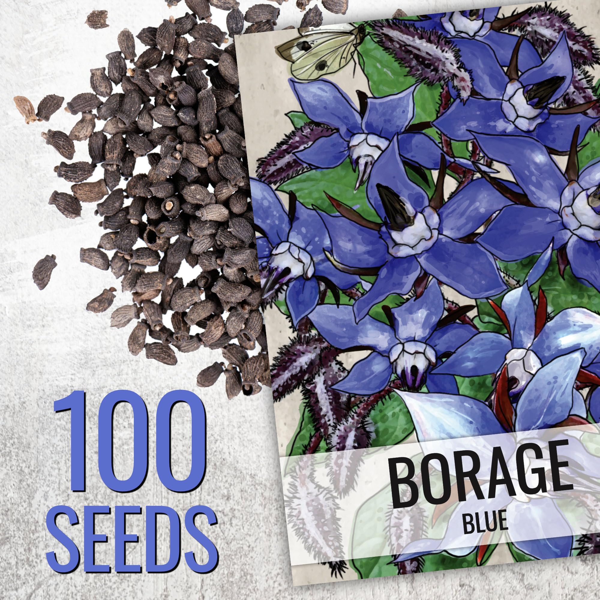 Seed Needs borage seeds with blue star flowers brighten beds and attract pollinators.