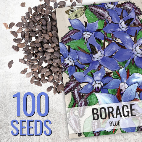 Seed Needs borage seeds with blue star flowers brighten beds and attract pollinators.
