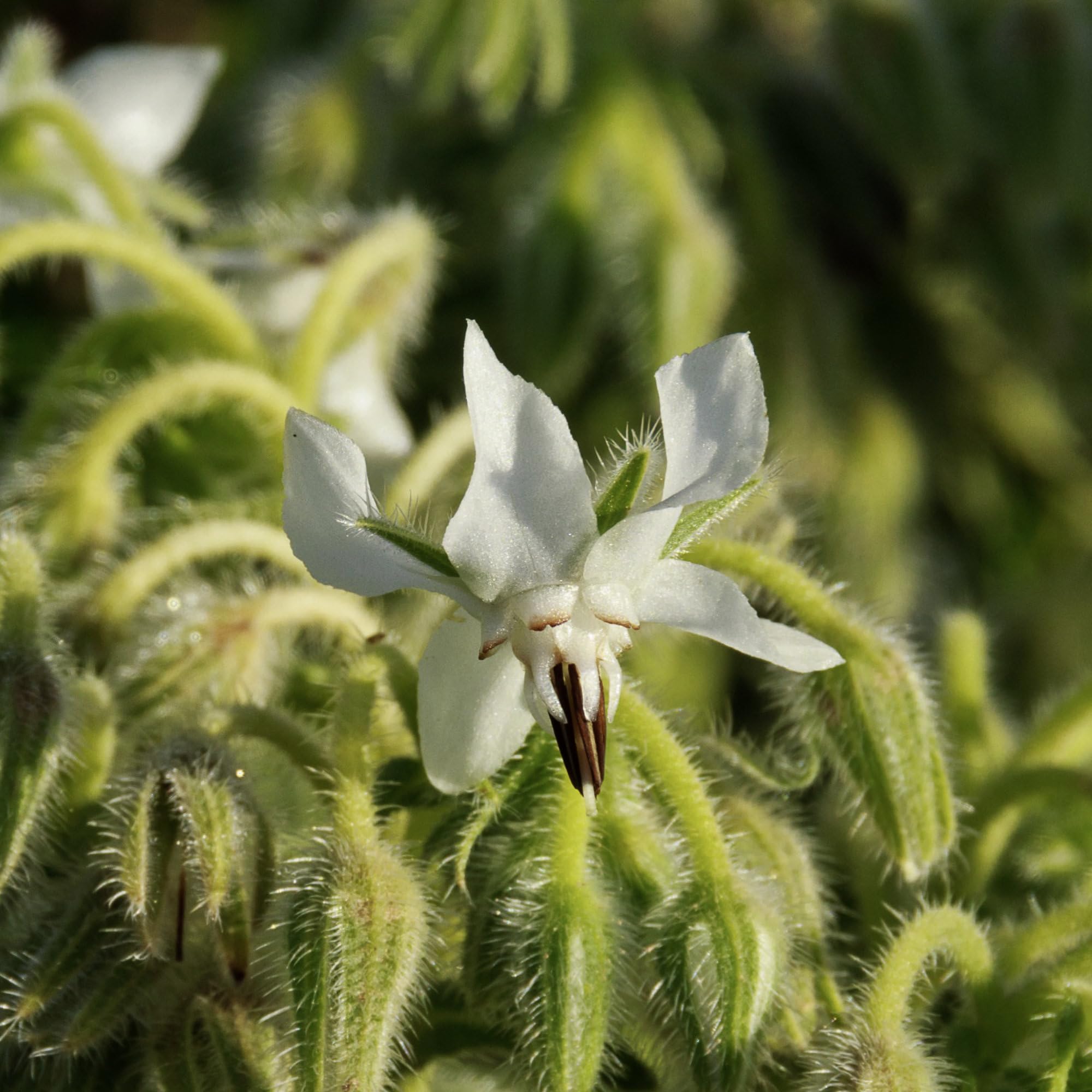 Seed Needs borage seeds edible flowers for salads and drinks.