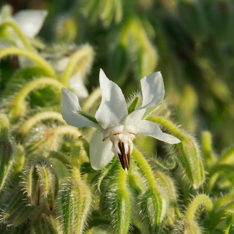 Seed Needs borage seeds edible flowers for salads and drinks.