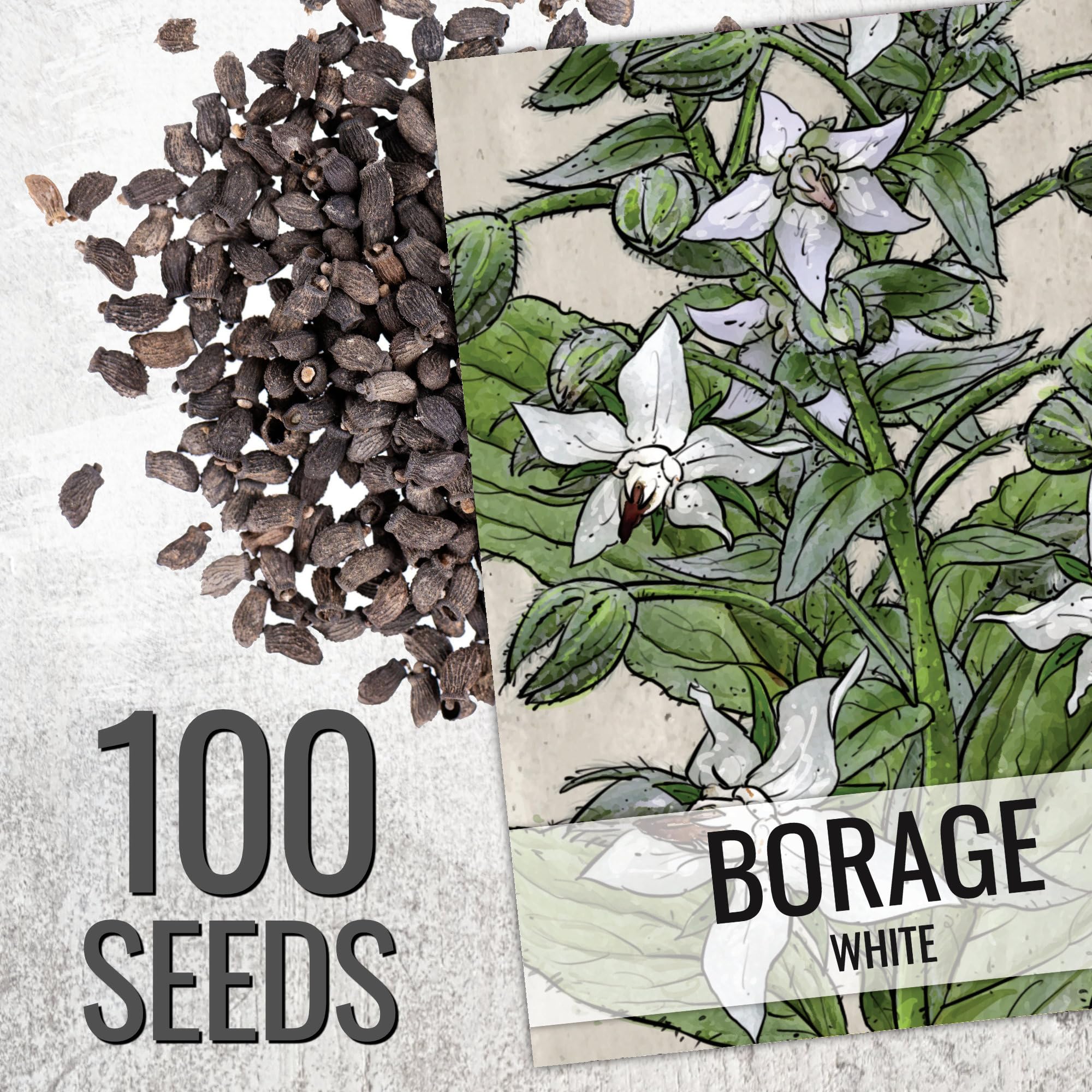 Seed Needs borage leaves have cucumber aroma for fresh dishes and herb beds.