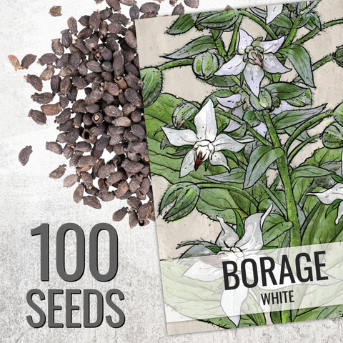 Seed Needs borage leaves have cucumber aroma for fresh dishes and herb beds.