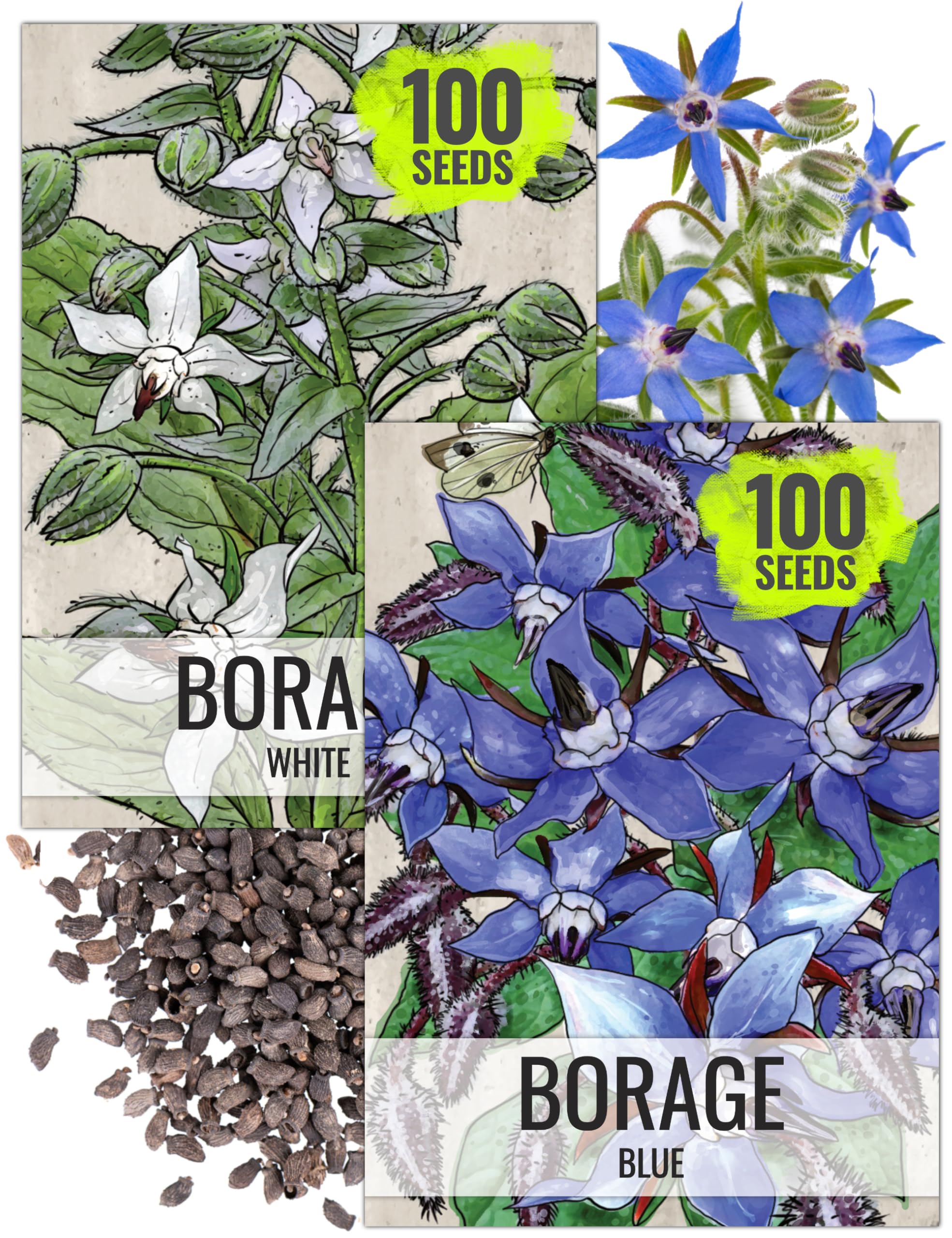 Seed Needs Borage seeds with white star flowers for edible garnishes and pollinator gardens.