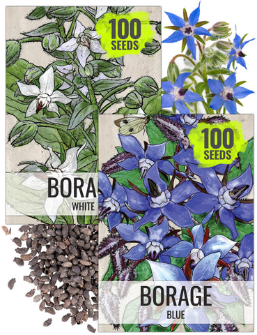 Seed Needs Borage seeds with white star flowers for edible garnishes and pollinator gardens.