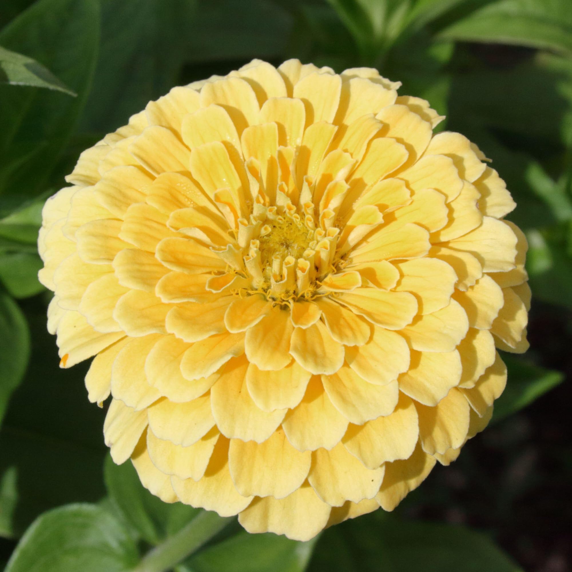 Seed Needs border garden displays zinnias brightening beds and attracting pollinators.