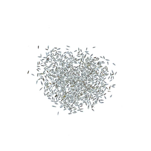 Seed Needs White Yarrow border planting – drought-tolerant perennial for low-maintenance borders.