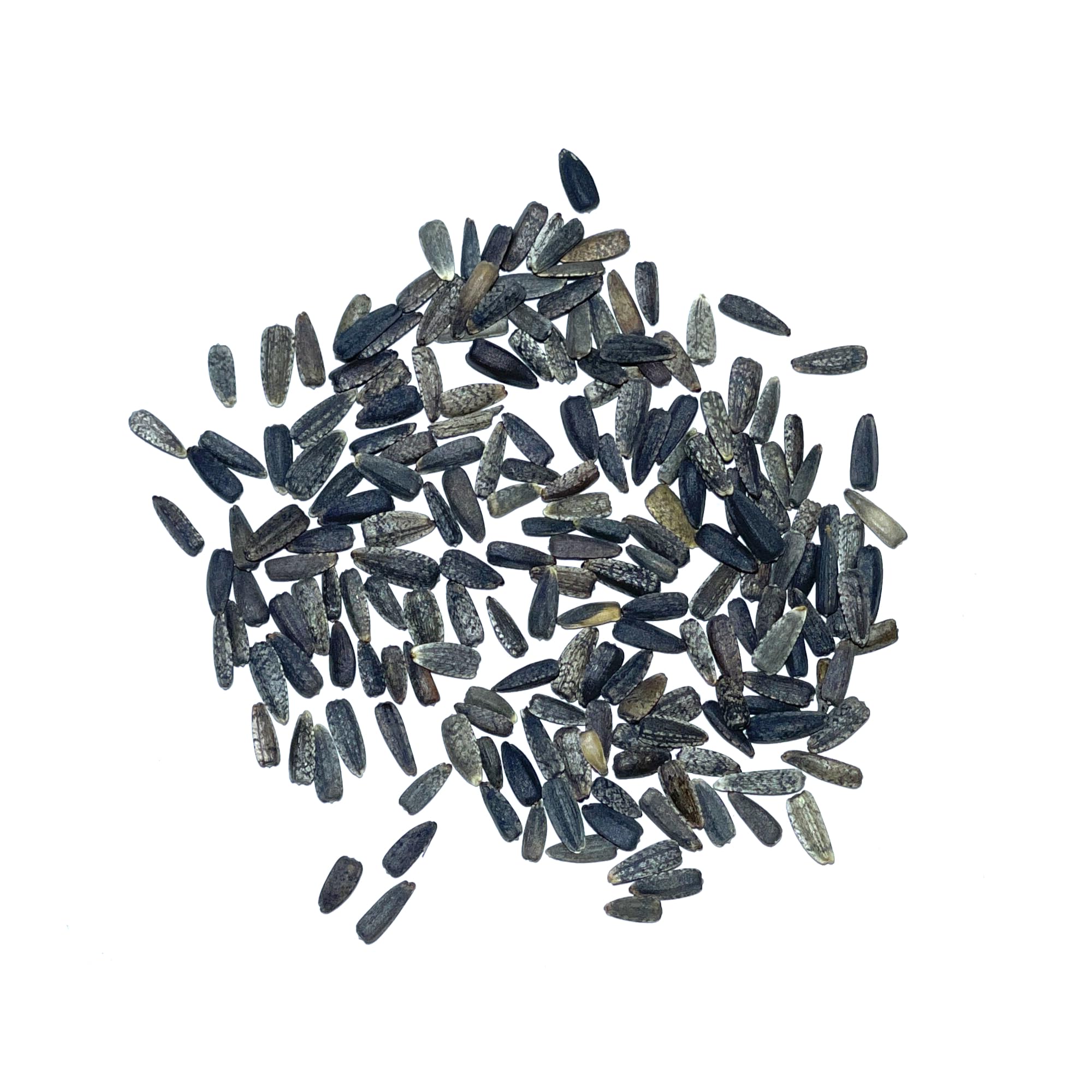 Seed Needs Italian White sunflowers in a butterfly garden adding height and charm.