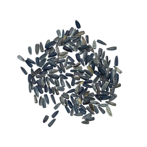 Seed Needs Italian White sunflowers in a butterfly garden adding height and charm.