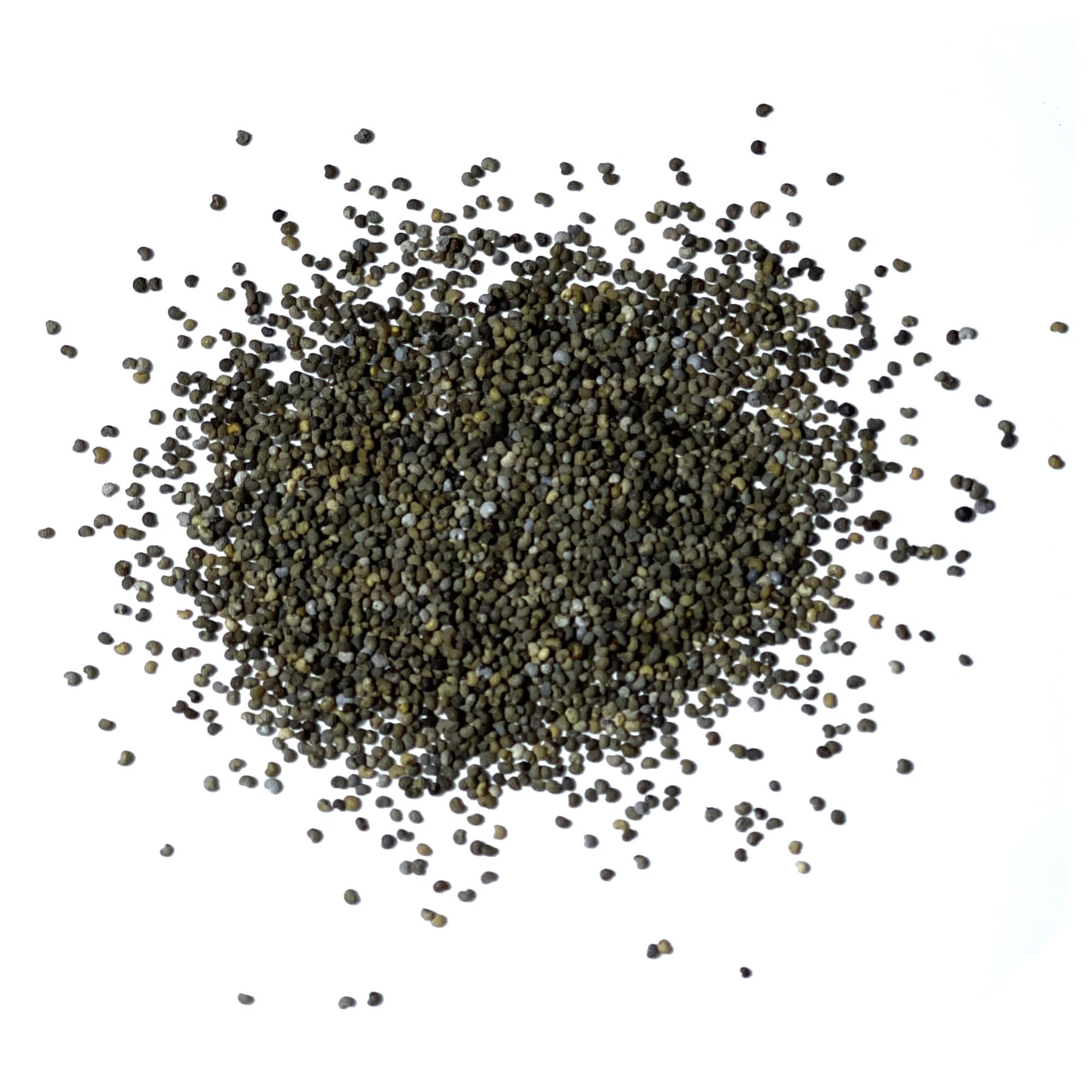 Seed Needs blooms attract pollinators, enriching garden biodiversity.