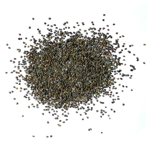 Seed Needs blooms attract pollinators, enriching garden biodiversity.