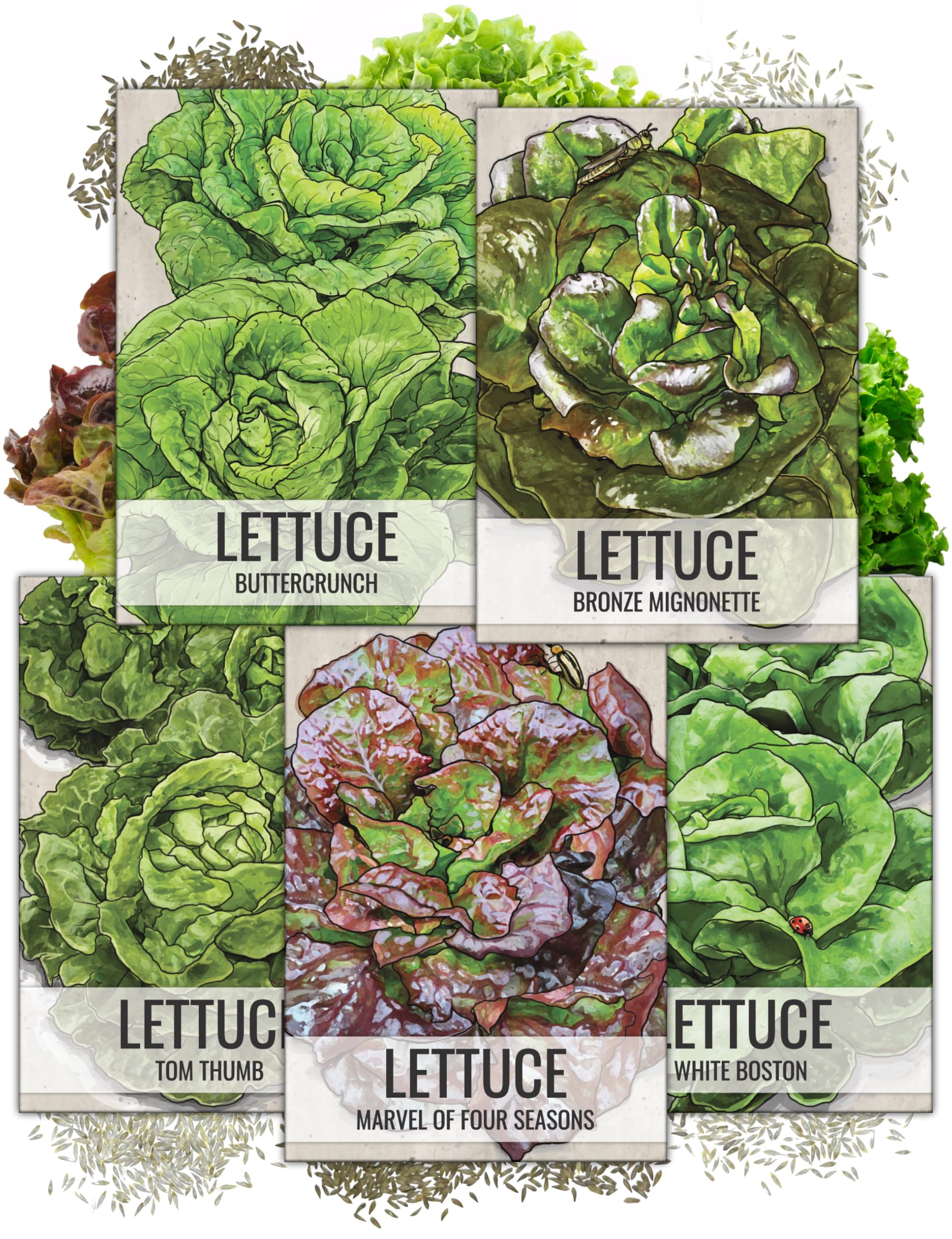 Seed Needs butterhead lettuce seeds packaging close-up demonstrates freshness and clear sowing guidance.