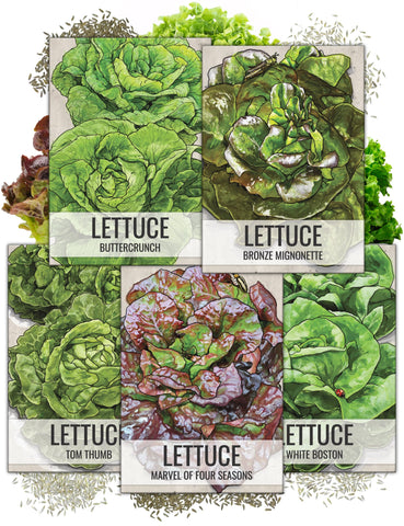 Seed Needs butterhead lettuce seeds packaging close-up demonstrates freshness and clear sowing guidance.