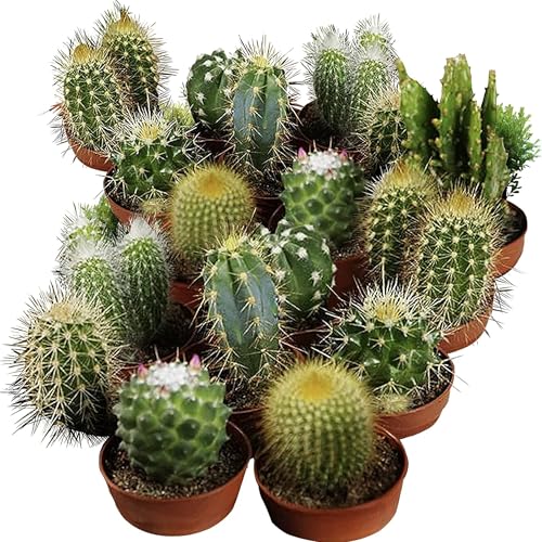 Seed Needs cactus seeds open-pollinated label highlights heritage varieties for home gardening