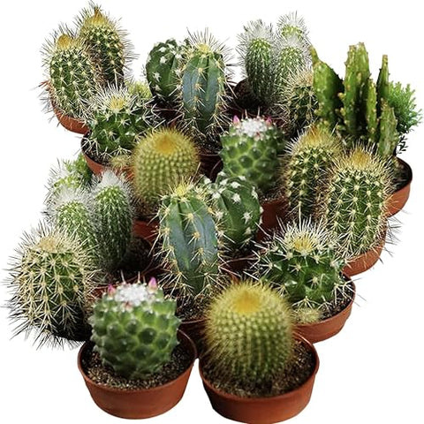 Seed Needs cactus seeds open-pollinated label highlights heritage varieties for home gardening