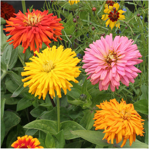 Seed Needs cactus zinnia seeds bloom closeup showing exotic petals