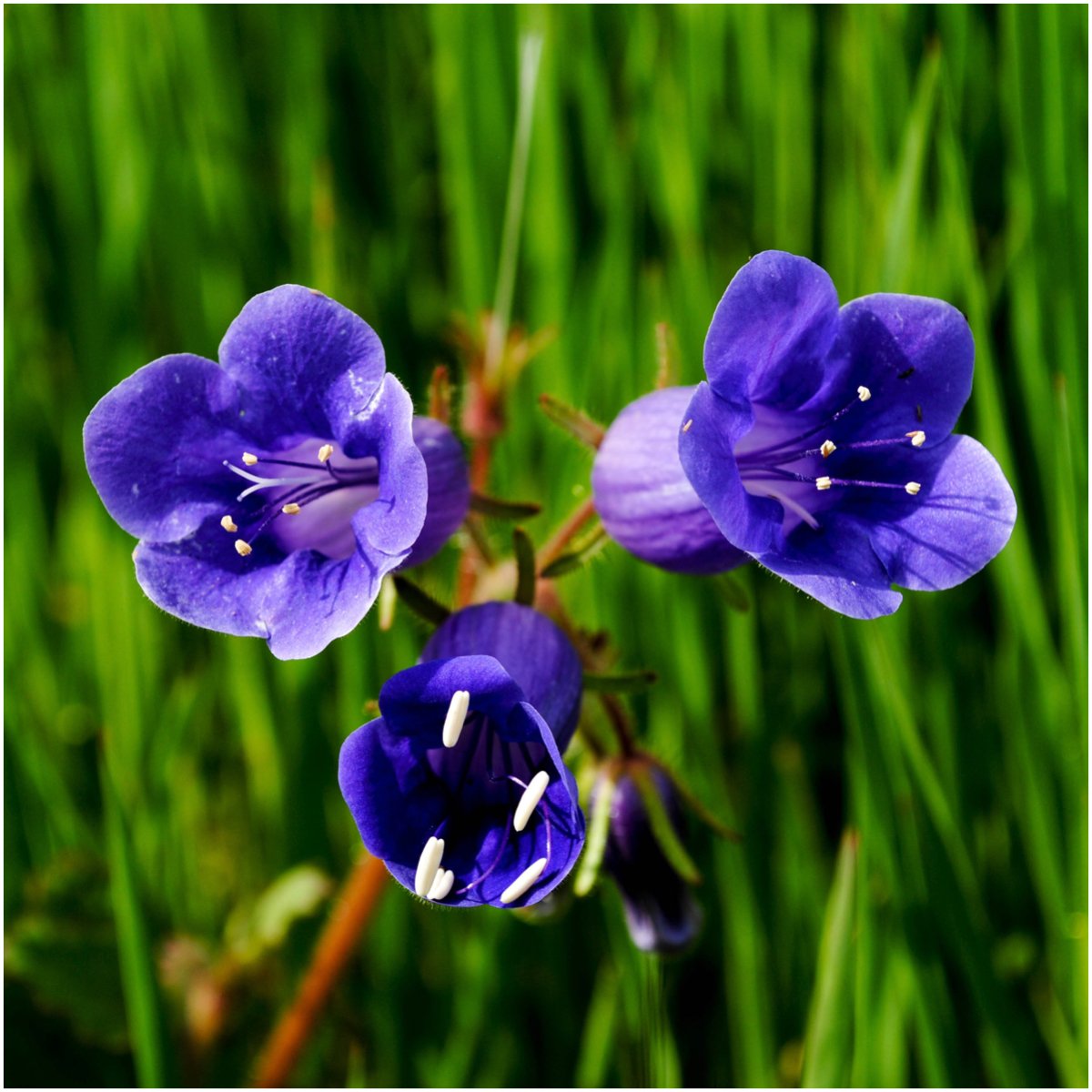 Seed Needs California Bluebell blooming yard attracting bees and butterflies