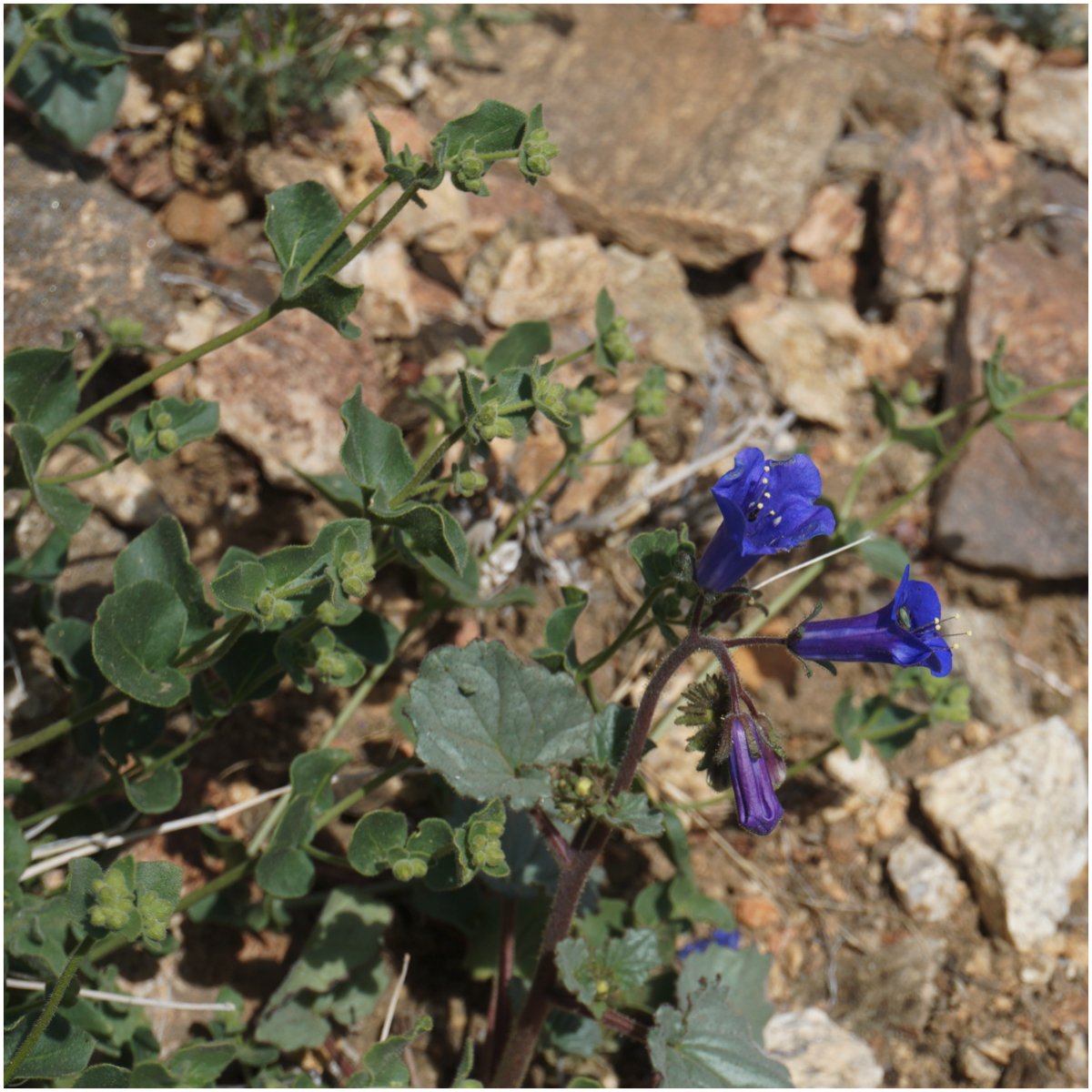 Seed Needs California Bluebell in a sunlit border inviting pollinators to your garden