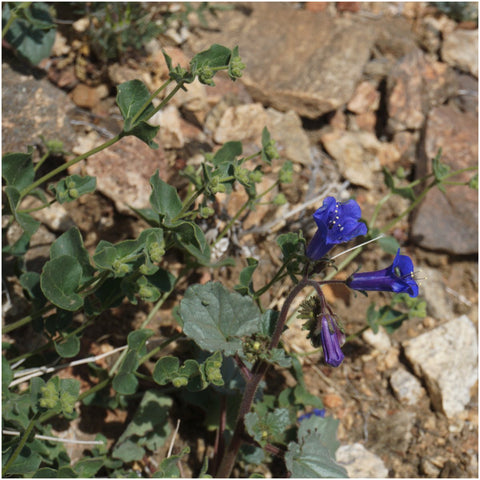 Seed Needs California Bluebell in a sunlit border inviting pollinators to your garden
