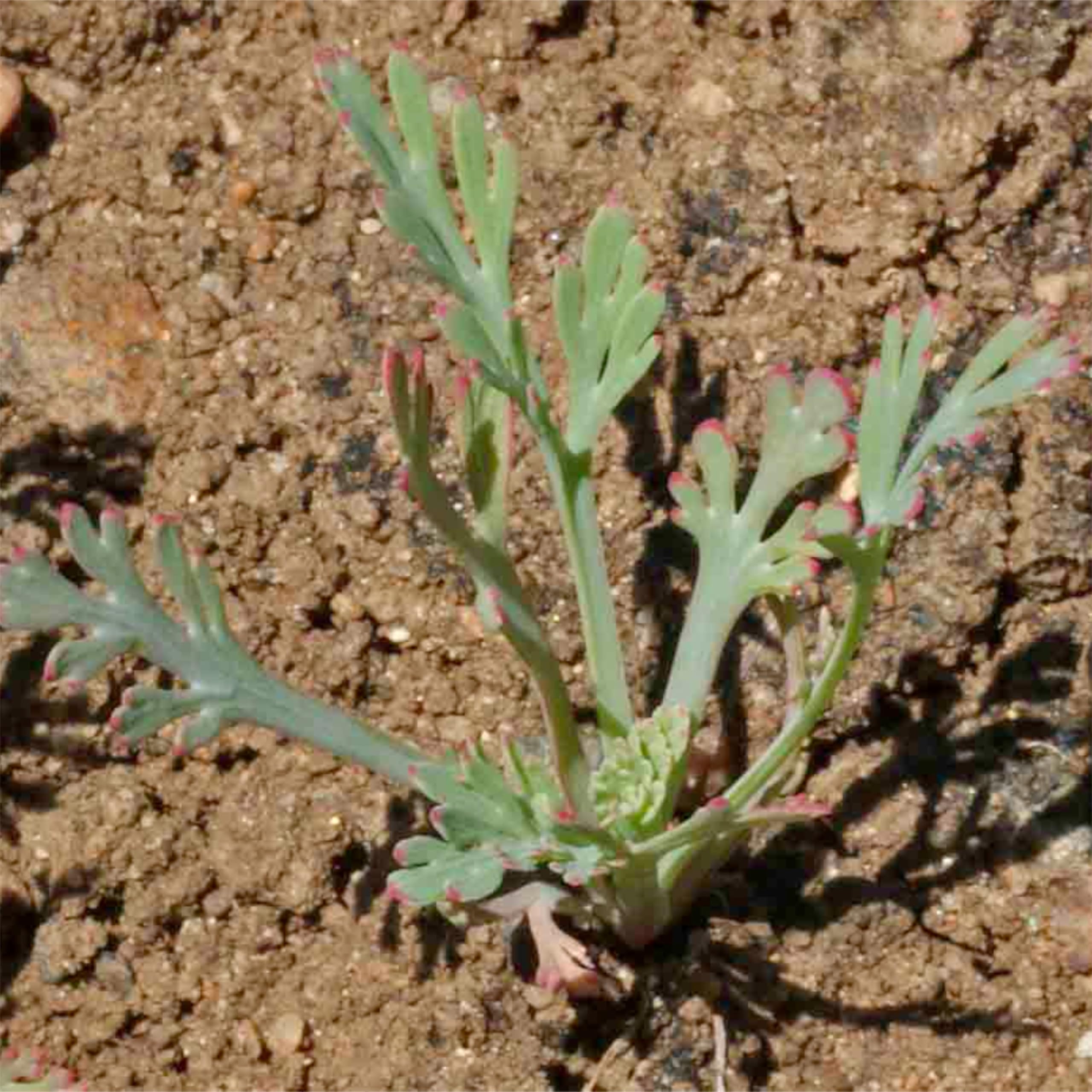 Germinating seeds sprouting in prepared soil for spring planting