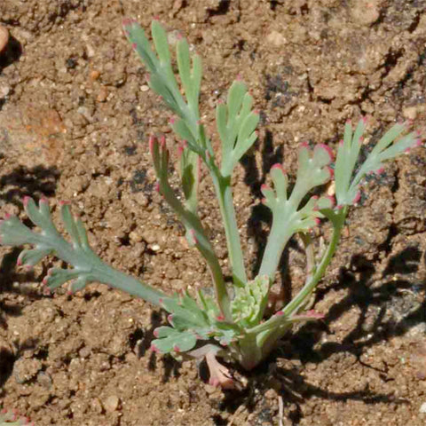Germinating seeds sprouting in prepared soil for spring planting