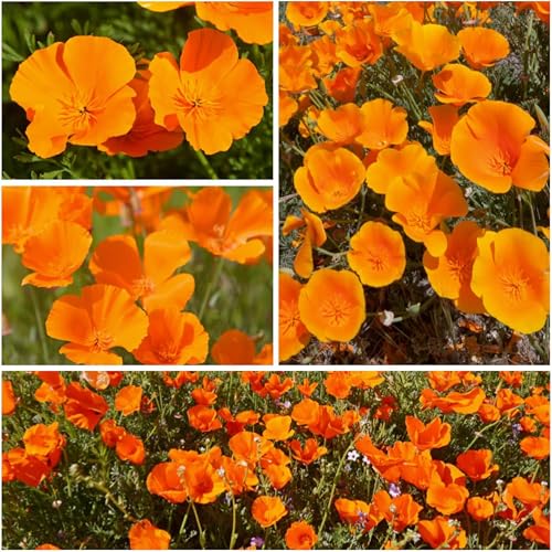 Seed Needs seed pouch front with California Poppy illustration and sowing guide