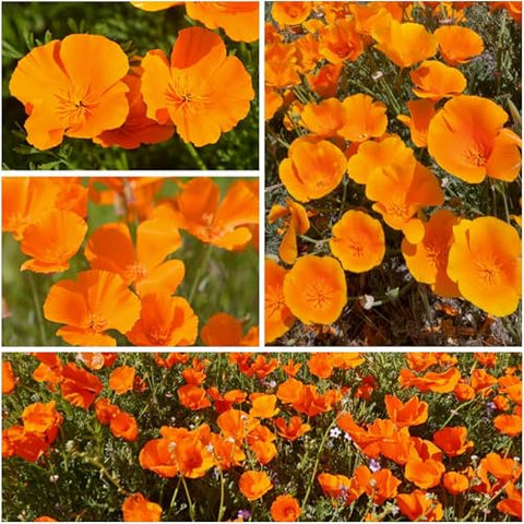 Seed Needs seed pouch front with California Poppy illustration and sowing guide