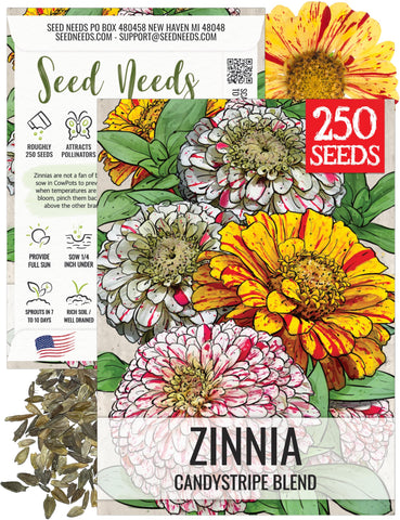 Seed Needs Candystripe zinnia bloom closeup for vibrant bouquets and pollinator gardens.