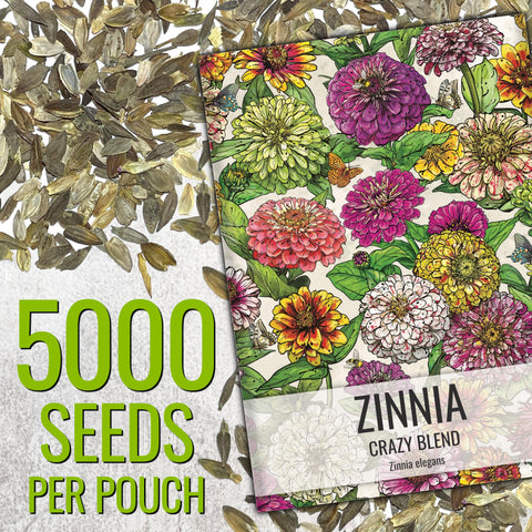 Seed Needs Candystripe zinnia flower display featuring pink red striped petals for cut flowers